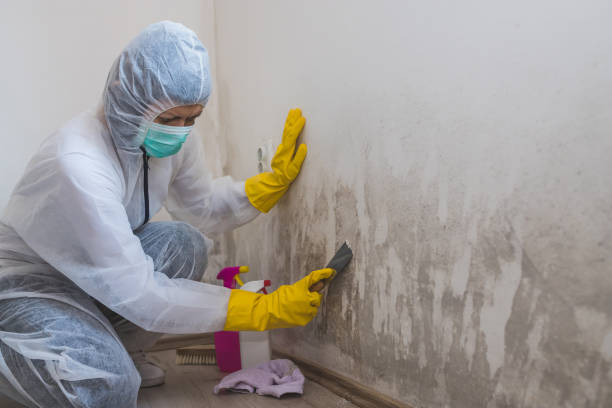 Best Mold Removal Process  in Blountstown, FL