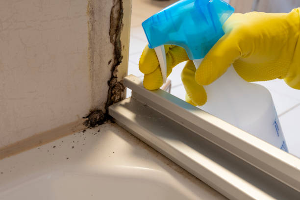 Mold Removal Process in Blountstown, FL